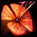 Tiger Lily icon