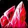 Crimson Spinel icon